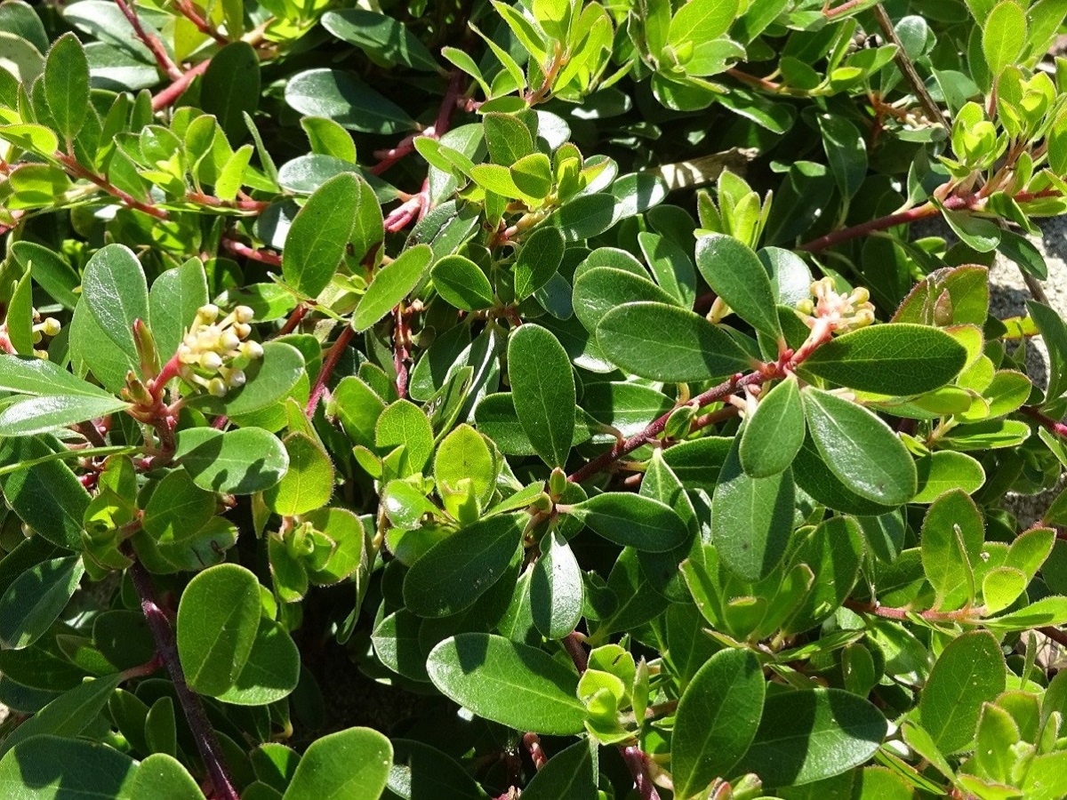 Arctostaphylos uva-ursi (Ericaceae)
